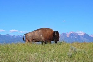 Bison_Pixabay