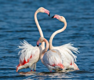 Flamingos forming heart_Flickr