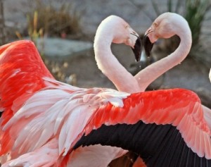 Heart formed by 2 Flamingos_Flickr and noted site