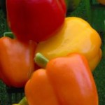 More-peppers_580768-m