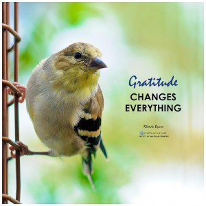 Gratitude_Bird-w-quote