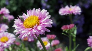 Spring flowers-fly-garden_Pexels